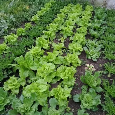 Les jardins de Zola