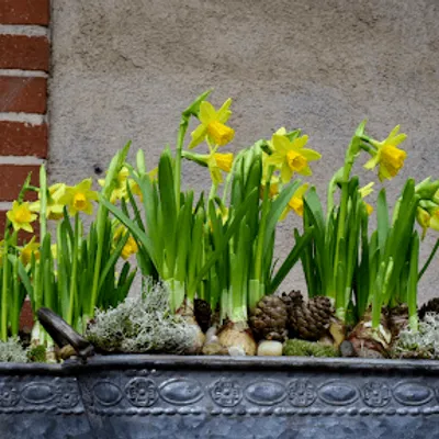 Aubépine Créations Fleuriste