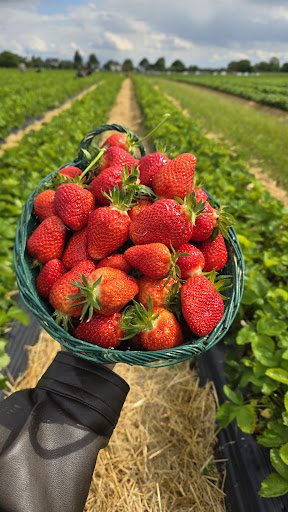 Les Fraises de Christophe