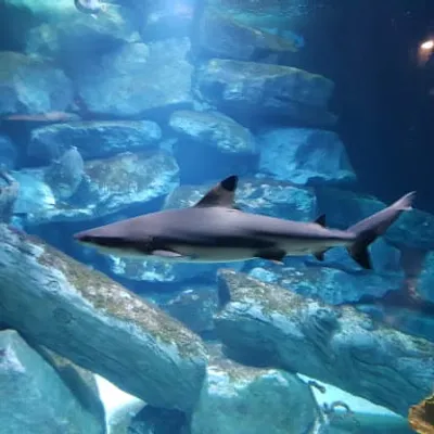 Aquarium d'Amnéville