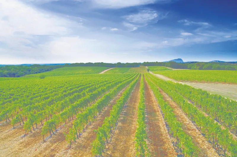 Domaine Saint Jean de l'Arbousier