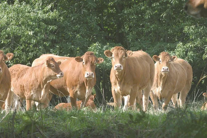 Ferme des Guillemeaux