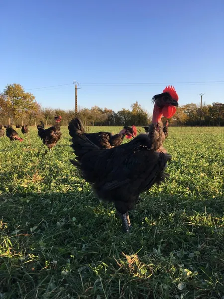 La Ferme de Delphine