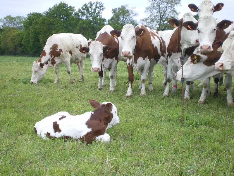 Ferme du p'tit bois