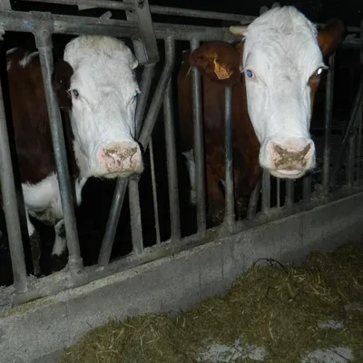 EARL FROMAGERIE BERTHIER