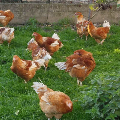 FERME THUET