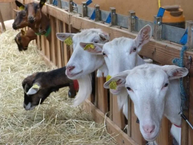 La Ferme des Roches Fleuries