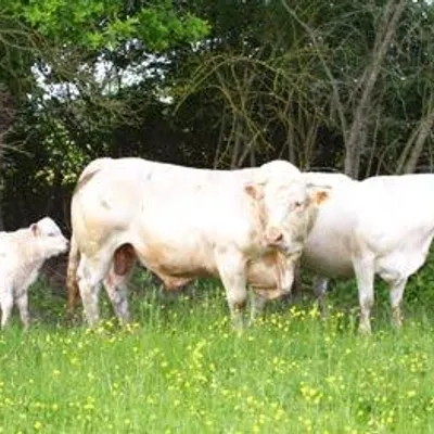 La Ferme Farjaud