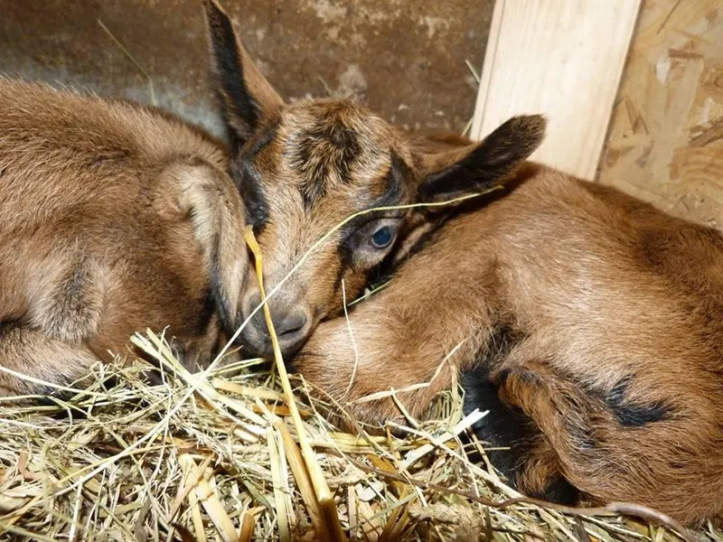 Ferme de la Jasse Calmels