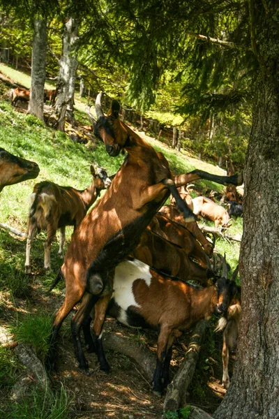 La Ferme du Petit Mont