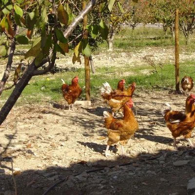GAEC de la Pignatelle