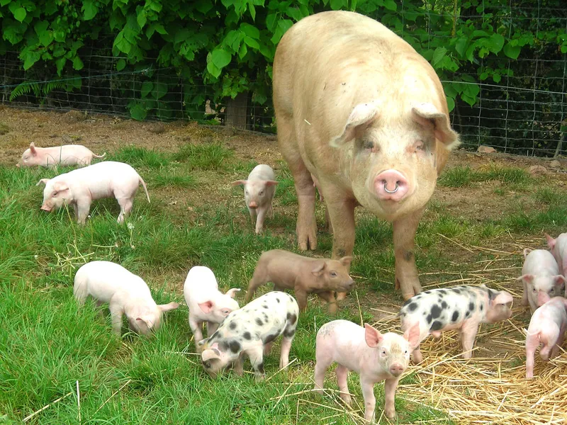 La Ferme des Blancs