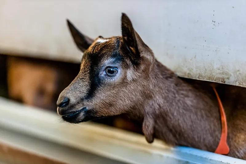 La Chèvrerie Pierre à Laya