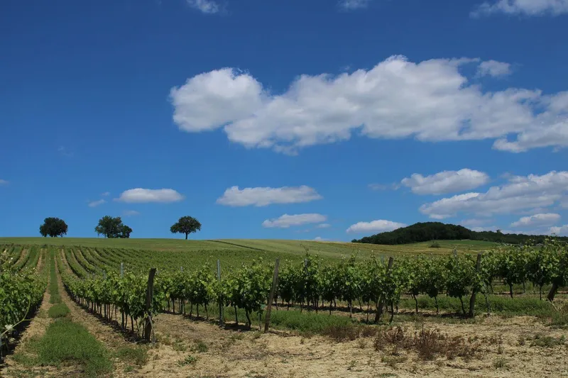 Domaine du Capitaine
