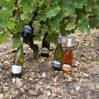 DOMAINE DE L'EPINEAU