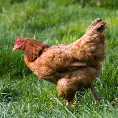 Exploitation Agricole du Neubourg