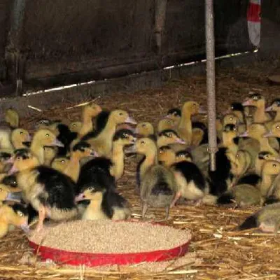 Ferme de la Gaube