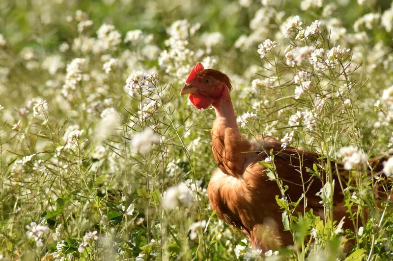 La Ferme Beauregard