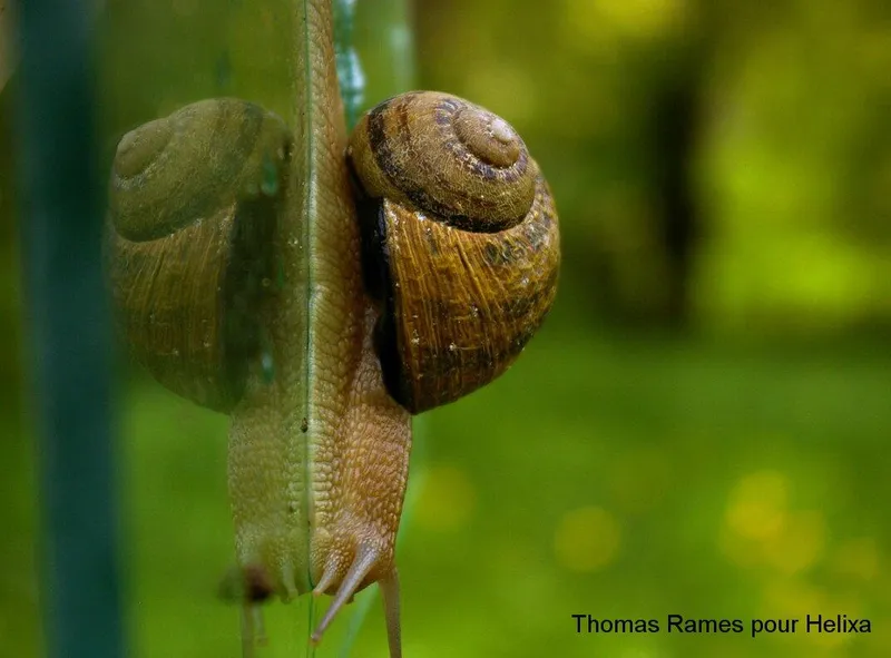 HELIXA la Ferme aux Escargots