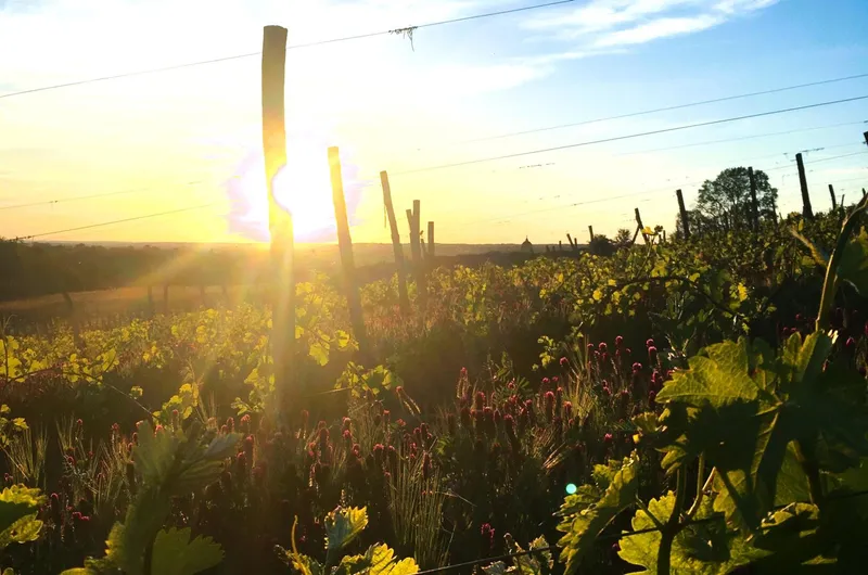 VIGNOBLE VINCENT CHEVIET