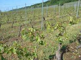 Domaine MIGOT