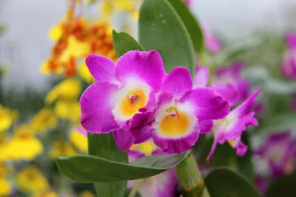 Boffo Frères Orchidées