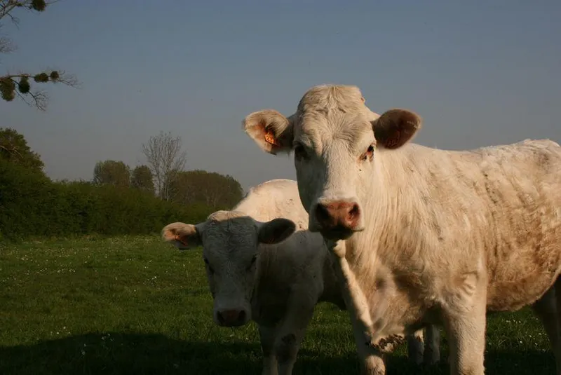 La Ferme avicole du Vermandois