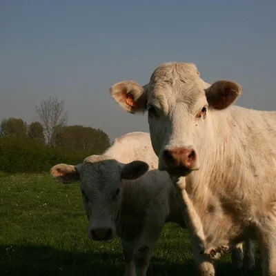 La Ferme avicole du Vermandois