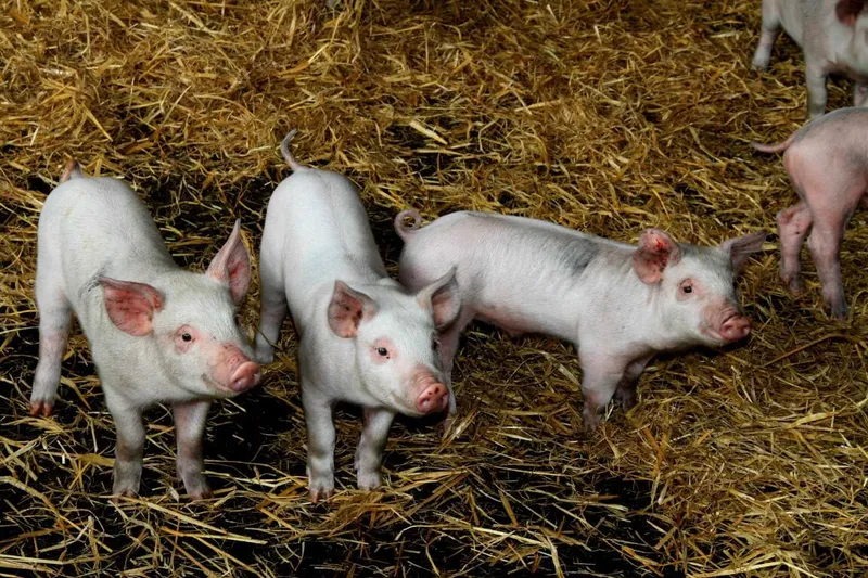 FERME DE TACHEN C'HOADIC