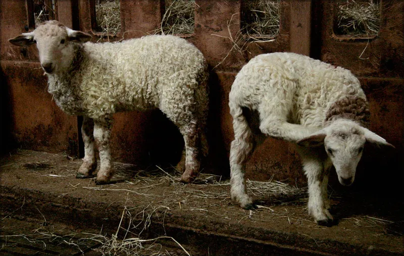 Ferme Diriart Etchmendybeheria
