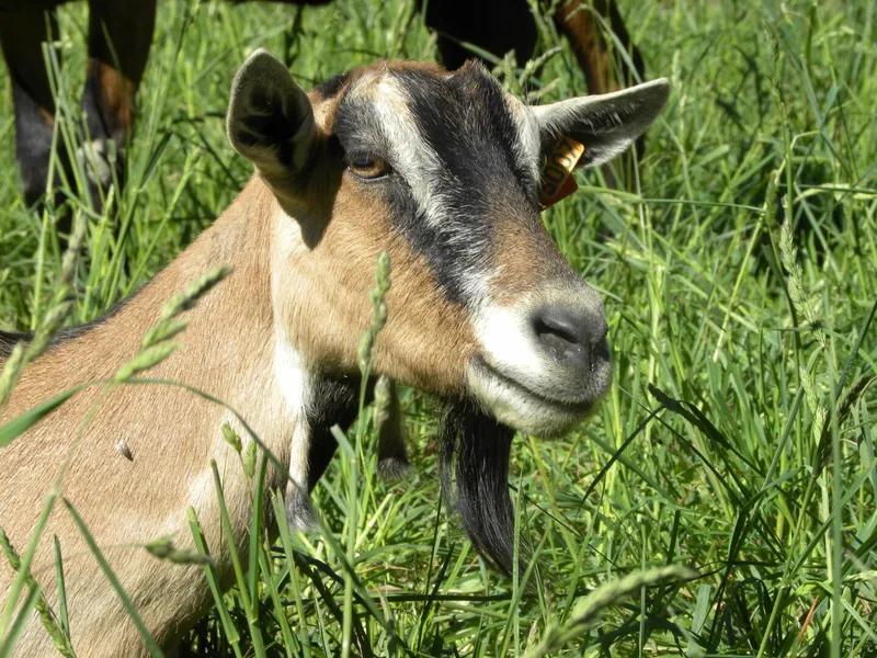 GAEC LA FERME DES ECRINS