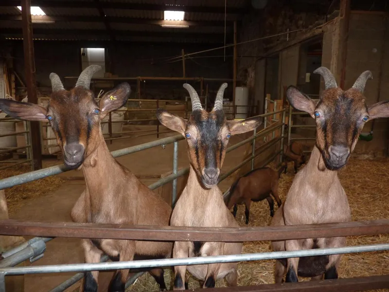 La Ferme des Taillis