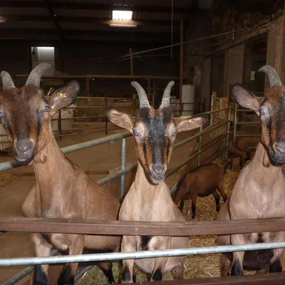 La Ferme des Taillis