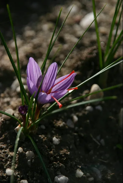 Safranière La Borie Blanche