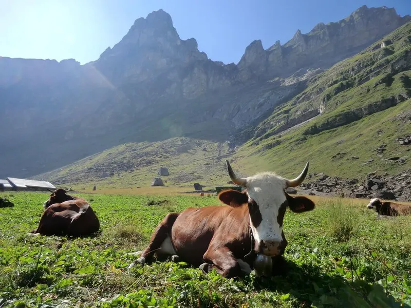 La Ferme des Tines
