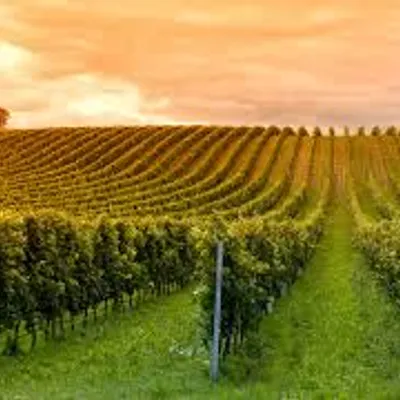 Domaine Gardien