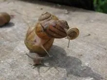 L'escargot Bourguignon et les sorbets du verger