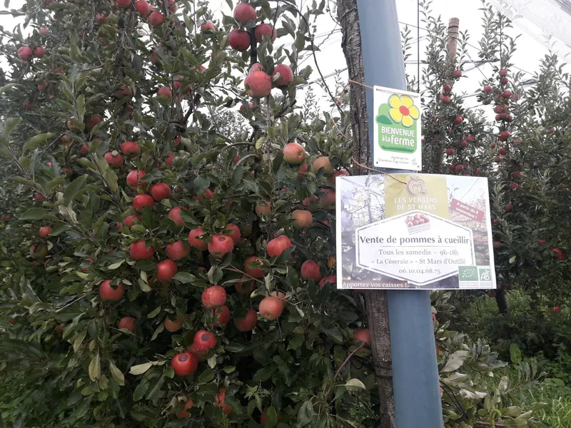 Les vergers de Saint-Mars