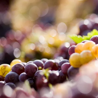DOMAINE DES BERNARDINS