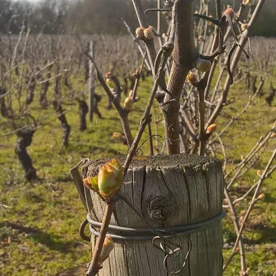 Domaine Gabrielle Angélique
