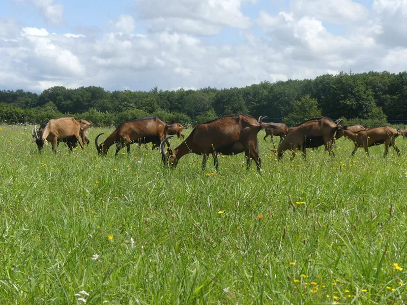Les Chèvres de la Mardelle