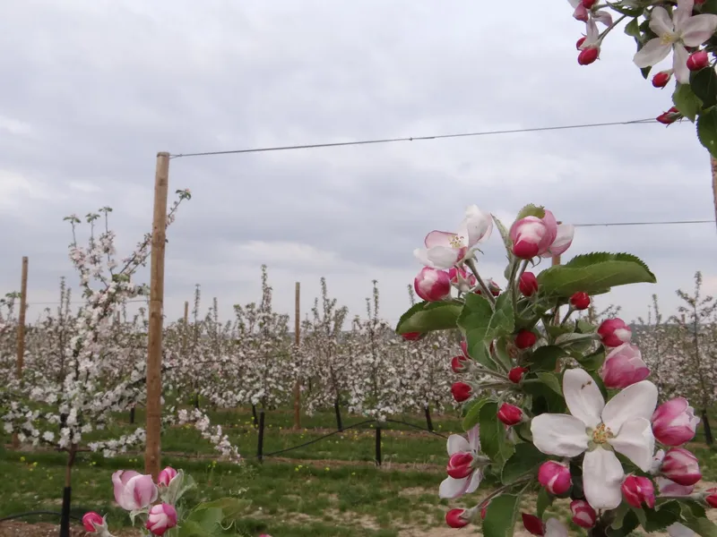 Verger Potager de bailleul