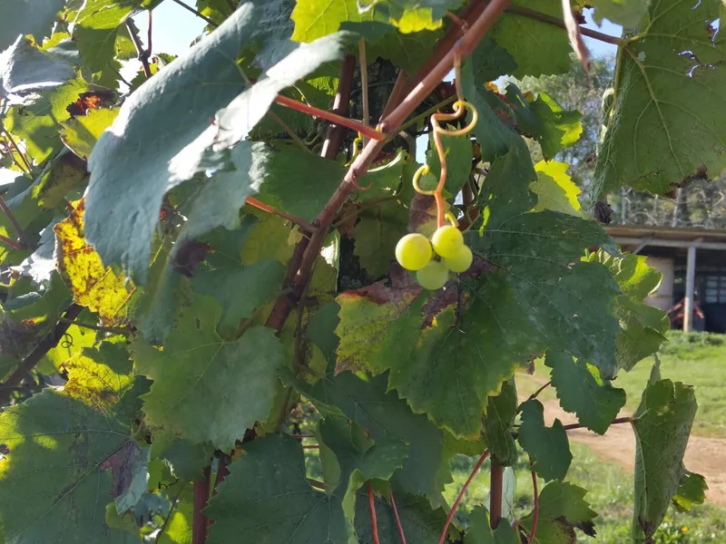 Le Vignoble du Moutherot