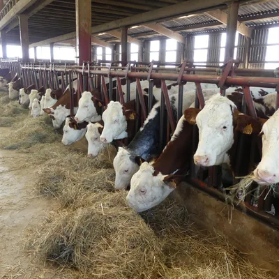 Ferme du Genival