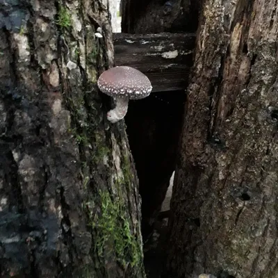 DM Champignons