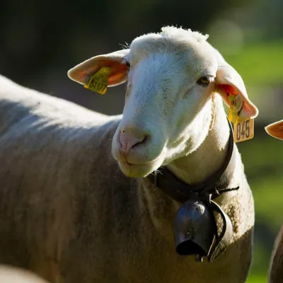 La Ferme des Aubracs
