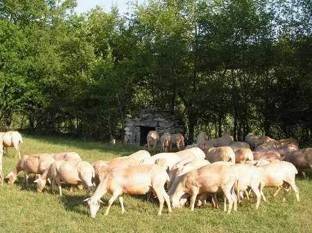 LA FERME DES PINS - Gilles et Sandrine FAURE