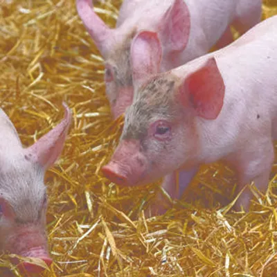 Ferme de la Mère Boitier