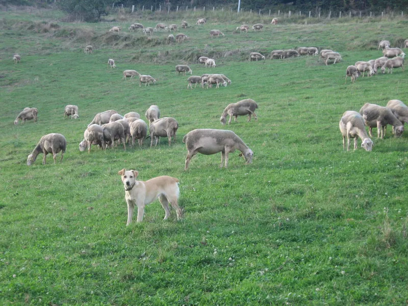 Pelloënia