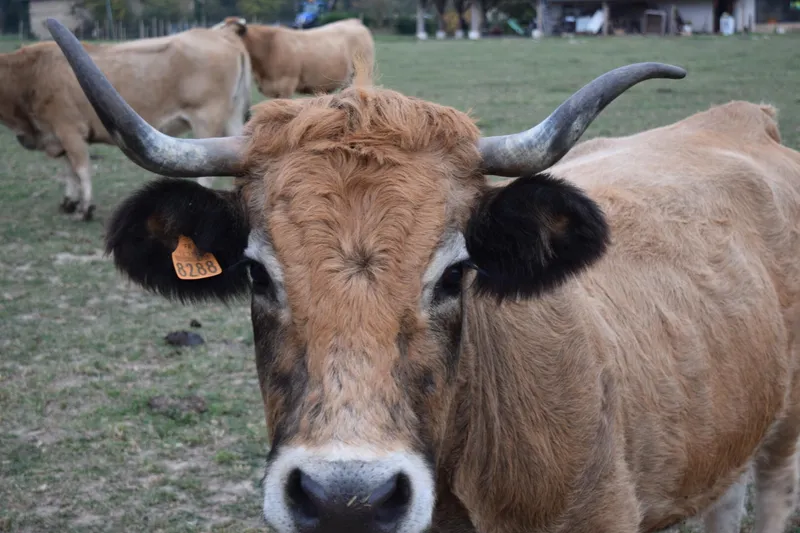 Ferme de la Mondotte